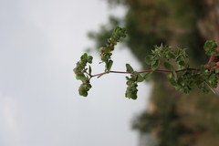 Euphorbia cristata